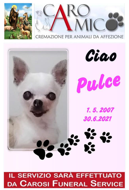 PULCE 1.05.2007 - 30.06.2021